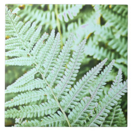 Fern Tropical Grönt Lövs Plant Woodland Foliage Kakelplatta