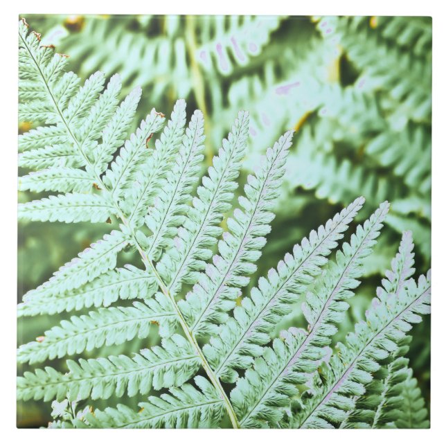 Fern Tropical Grönt Lövs Plant Woodland Foliage Kakelplatta (Framsidan)
