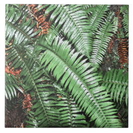 Fern Tropical Grönt Lövs Plant Woodland Foliage Kakelplatta
