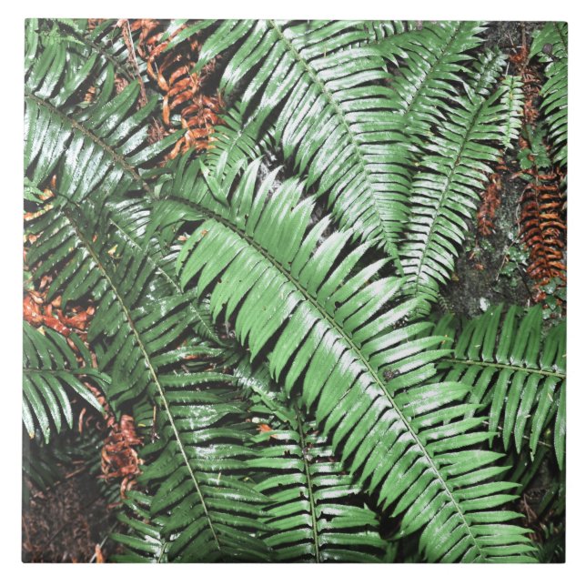Fern Tropical Grönt Lövs Plant Woodland Foliage Kakelplatta (Framsidan)
