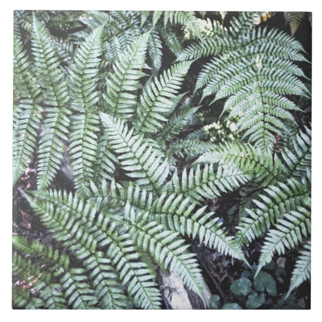 Fern Tropical Grönt Lövs Plant Woodland Foliage Kakelplatta (Framsidan)