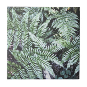 Fern Tropical Grönt Lövs Plant Woodland Foliage Kakelplatta