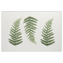 Fern