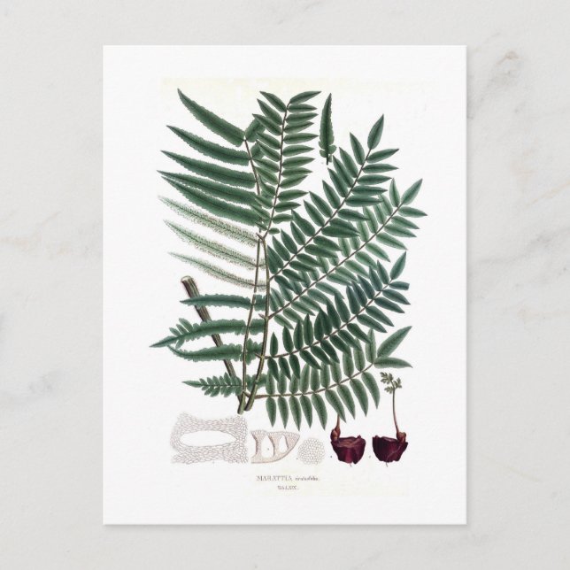 Fern Vykort (Framsida)