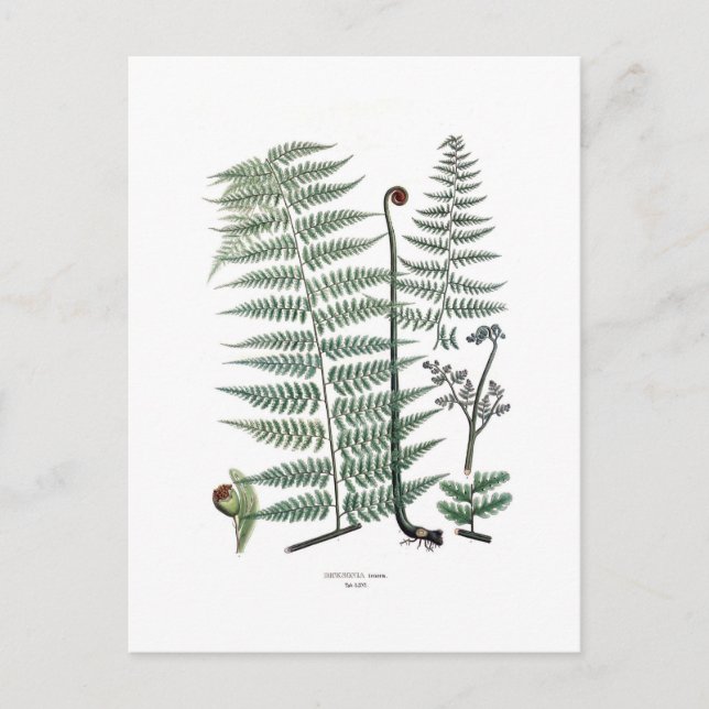 Fern Vykort (Framsida)