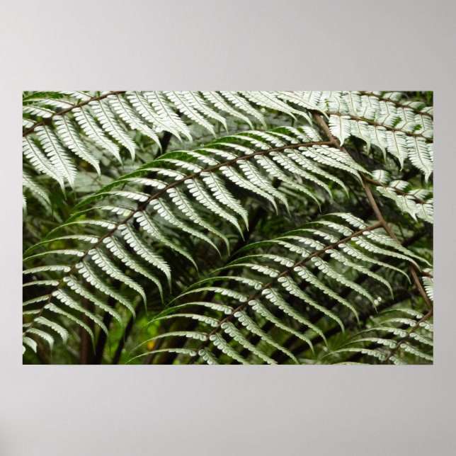 Fernblad II Mörkgrön Natur Poster (Framsidan)