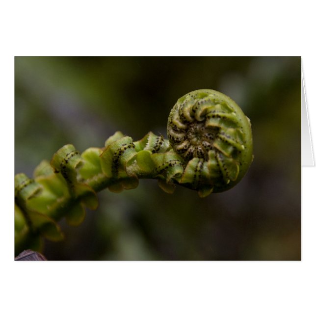 Fernen virvlar runt kortet hälsningskort (Framsidan Horizontal)