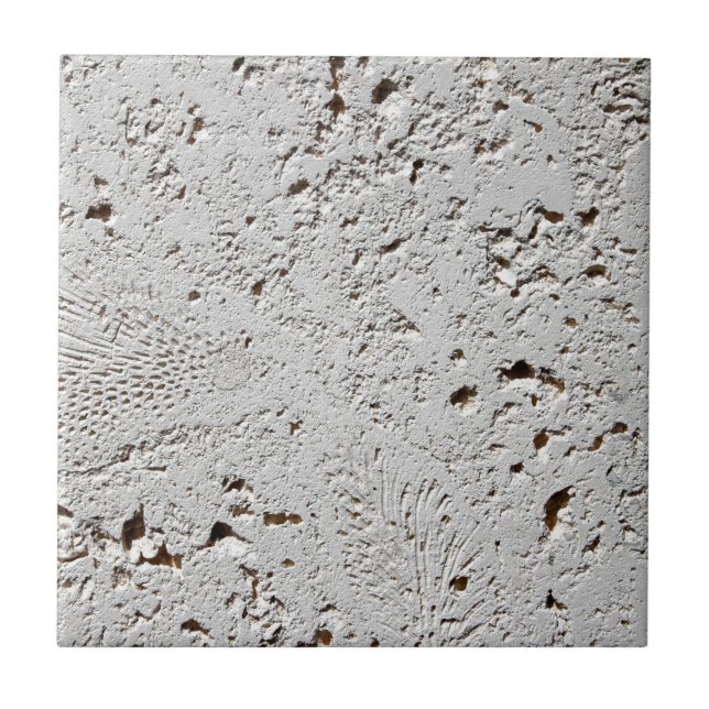 Fernfossil belägger med tegel ytacloseupen kakelplatta (Framsidan)