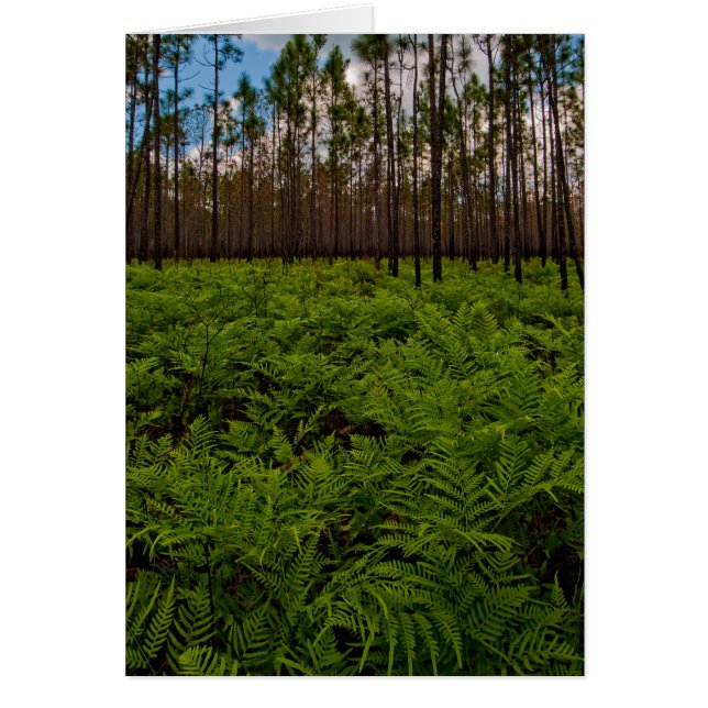 Ferngolv OBS Kort (Framsidan)