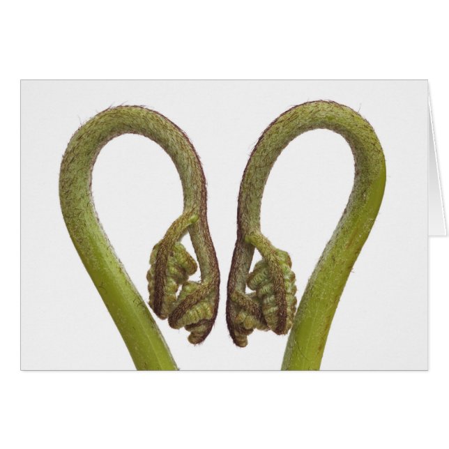 Ferngroddar 2 hälsningskort (Framsidan Horizontal)