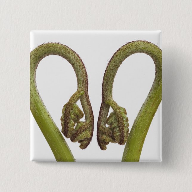 Ferngroddar 2 knapp (Framsida)