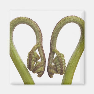 Ferngroddar 2 magnet