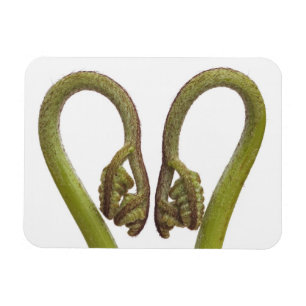 Ferngroddar 2 magnet