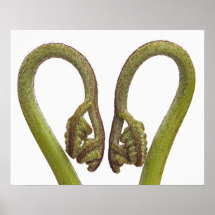Ferngroddar 2 poster