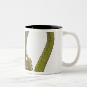 Ferngroddar 2 Två-Tonad mugg