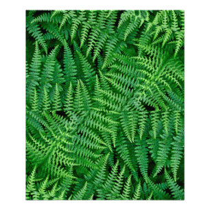 Ferns: Beauty in Nature: Fototryck