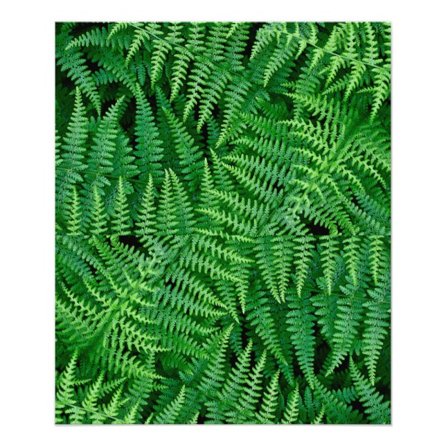 Ferns: Beauty in Nature: Fototryck (Framsidan)