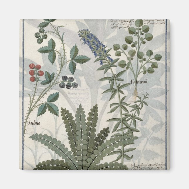 Ferns, Brambles och Flowers Magnet (Framsidan)