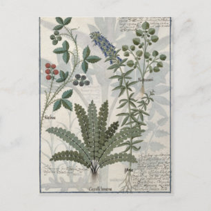 Ferns, Brambles och Flowers Vykort