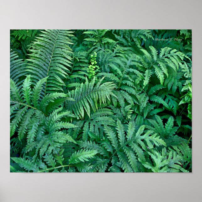 Ferns: Canvas - platt Poster (Framsidan)