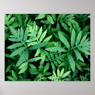 Ferns: Canvas— Poster