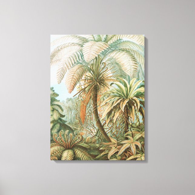 Ferns, Filicinae Laubfarne av Ernst Haeckel Canvastryck (Framsida)