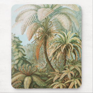 Ferns, Filicinae Laubfarne av Ernst Haeckel Musmatta