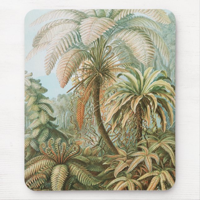 Ferns, Filicinae Laubfarne av Ernst Haeckel Musmatta (Framsidan)