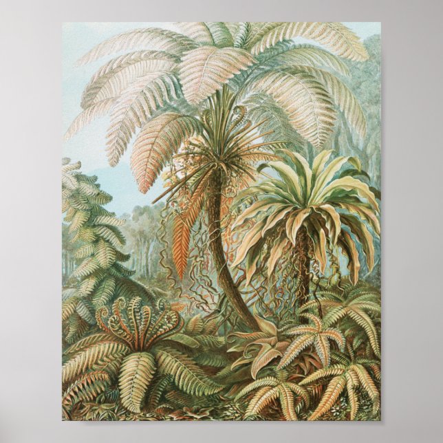 Ferns, Filicinae Laubfarne av Ernst Haeckel Poster (Framsidan)