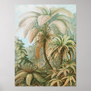 Ferns, Filicinae Laubfarne av Ernst Haeckel Poster