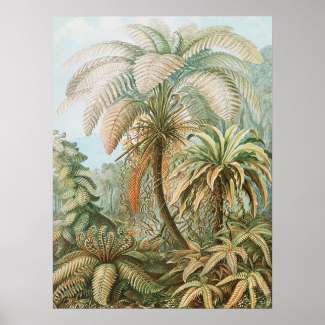 Ferns, Filicinae Laubfarne av Ernst Haeckel Poster (Framsidan)