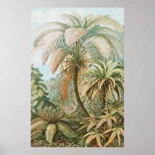 Ferns, Filicinae Laubfarne av Ernst Haeckel Poster