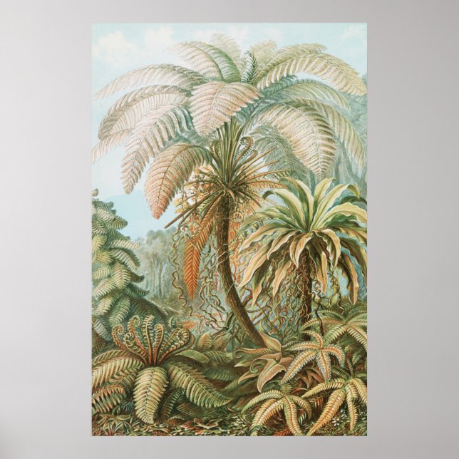 Ferns, Filicinae Laubfarne av Ernst Haeckel Poster (Framsidan)