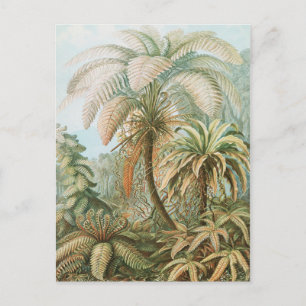 Ferns, Filicinae Laubfarne av Ernst Haeckel Vykort