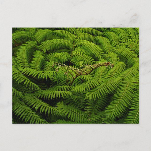 Ferns - finbildsfoto vykort (Framsida)