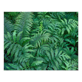 Ferns: Foto papper