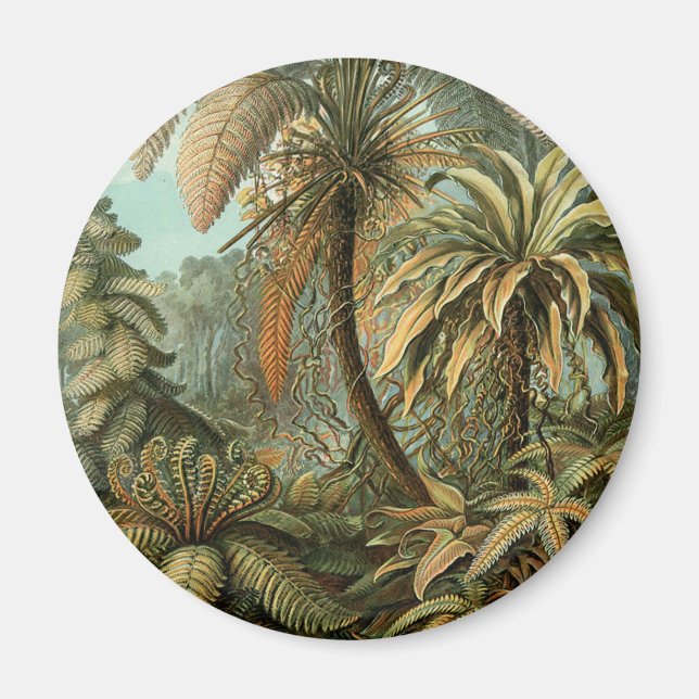 Ferns Handflatan Träd Antique Botanical Ferns Art Magnet (Framsidan)