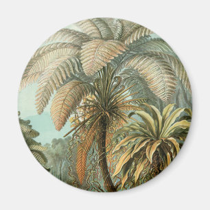 Ferns Handflatan Träd Antique Botanical Ferns Art Magnet