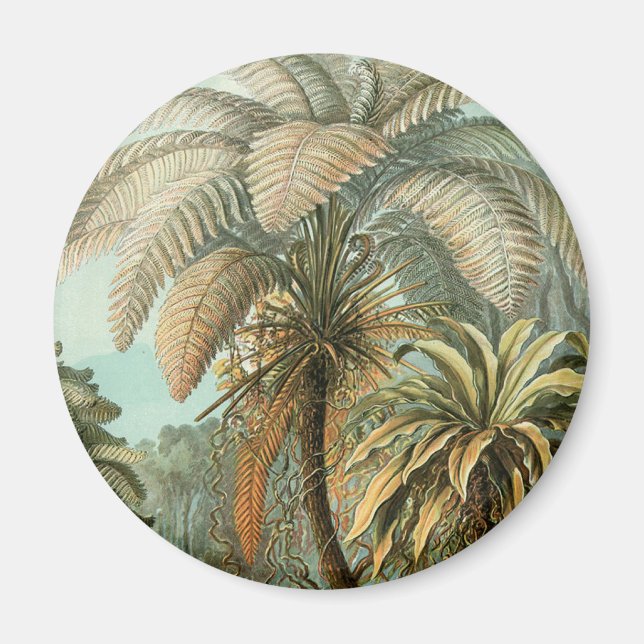 Ferns Handflatan Träd Antique Botanical Ferns Art Magnet (Framsidan)