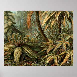 Ferns Handflatan Träd Antique Botanical Ferns Art Poster