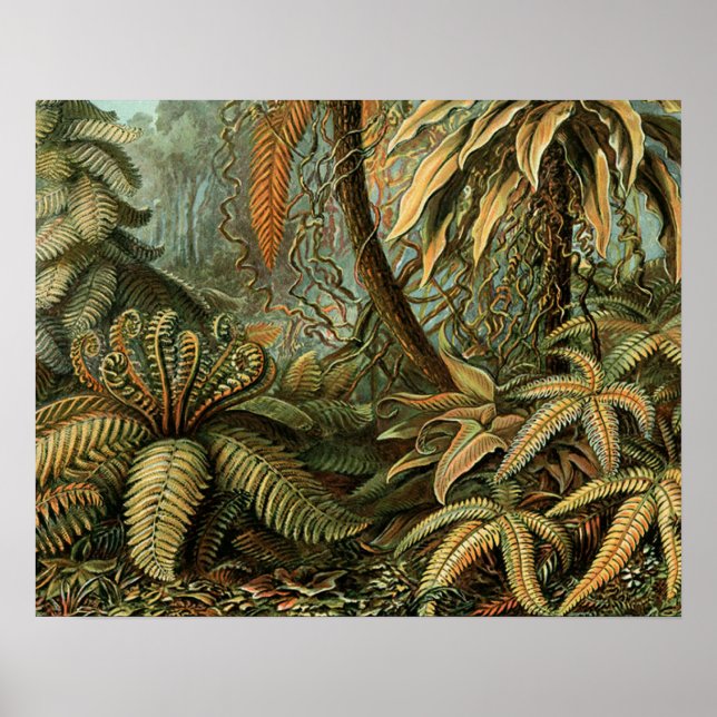 Ferns Handflatan Träd Antique Botanical Ferns Art Poster (Framsidan)