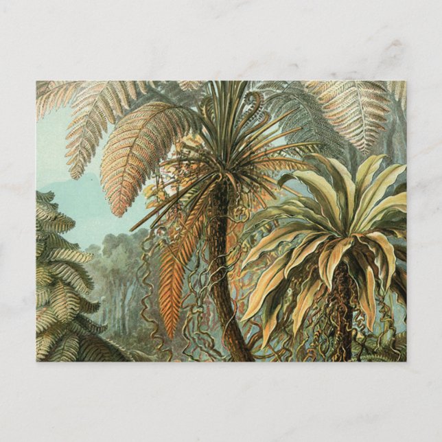 Ferns Handflatan Träd Antique Botanical Ferns Art Vykort (Framsida)