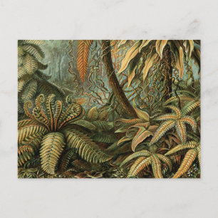 Ferns Handflatan Träd Antique Botanical Ferns Art Vykort