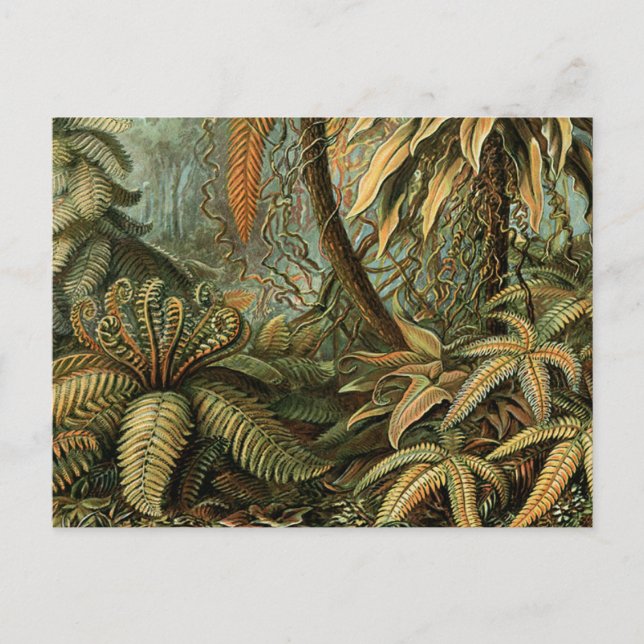 Ferns Handflatan Träd Antique Botanical Ferns Art Vykort (Framsida)