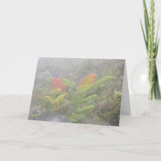 Ferns i misten - Haleakala, Maui Kort