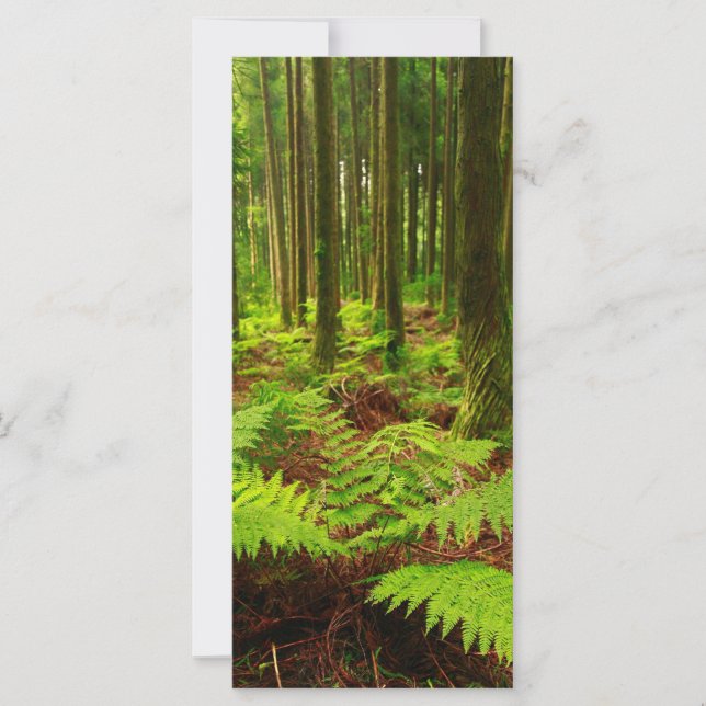 Ferns i skogen (Framsida)