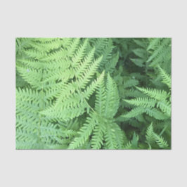 Ferns i skogen