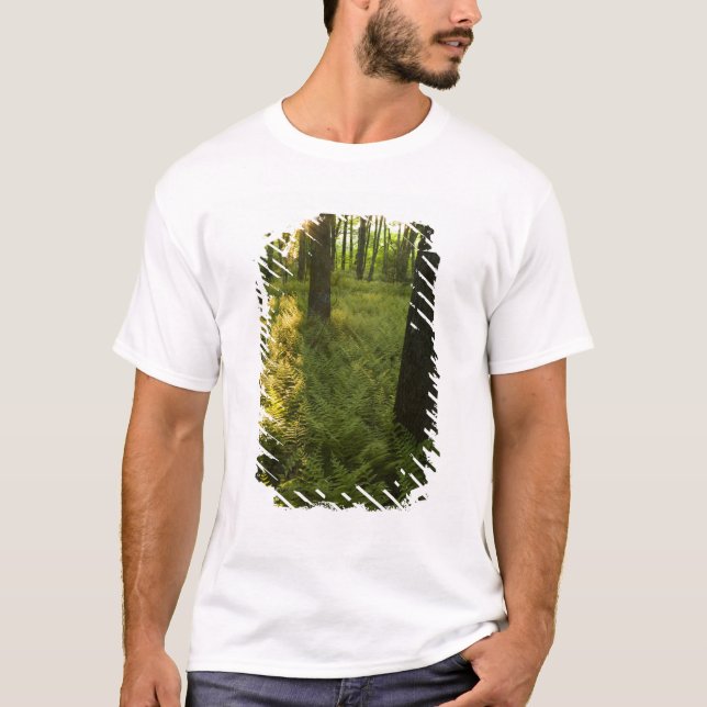 Ferns i skogen i Grafton, Massachusetts. T Shirt (Framsida)