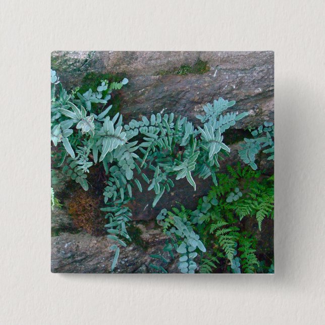 Ferns in Philadelphia Knapp (Framsida)