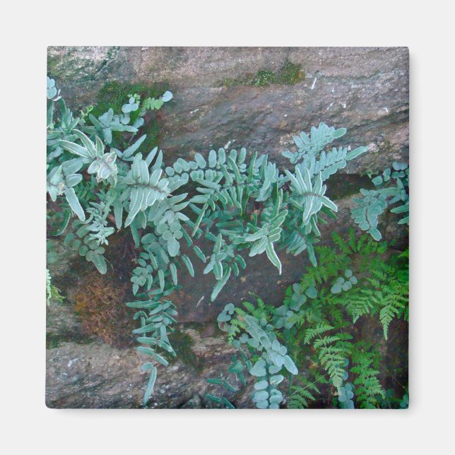 Ferns in Philadelphia Magnet (Framsidan)